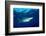 Blue shark and Pilot fish, Pico Island, Azores, Portugal-Franco Banfi-Framed Photographic Print