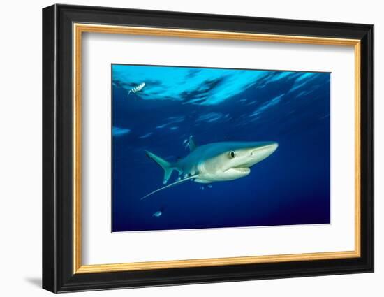 Blue shark and Pilot fish, Pico Island, Azores, Portugal-Franco Banfi-Framed Photographic Print