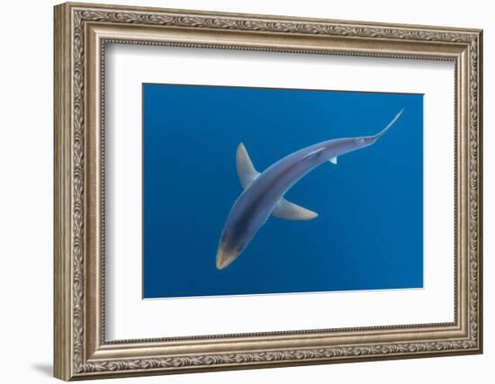 Blue shark beneath the surface, Penzance, Cornwall-Alex Mustard-Framed Photographic Print