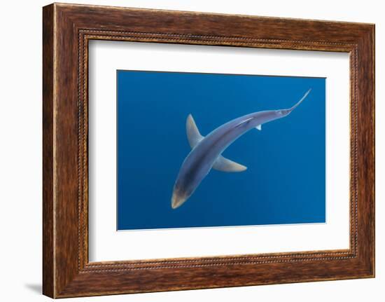 Blue shark beneath the surface, Penzance, Cornwall-Alex Mustard-Framed Photographic Print