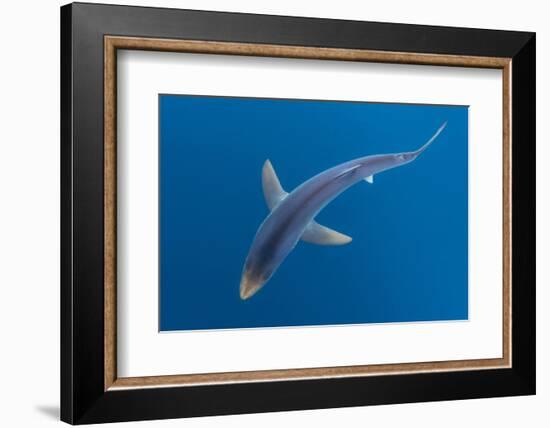 Blue shark beneath the surface, Penzance, Cornwall-Alex Mustard-Framed Photographic Print