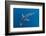 Blue shark beneath the surface, Penzance, Cornwall-Alex Mustard-Framed Photographic Print