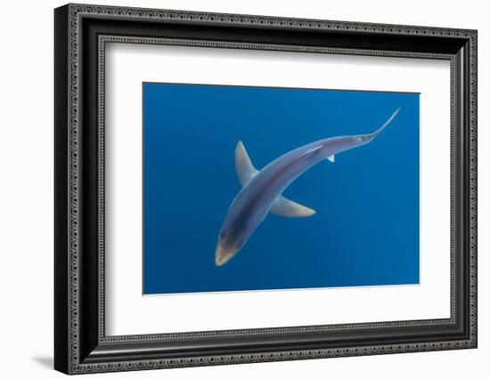 Blue shark beneath the surface, Penzance, Cornwall-Alex Mustard-Framed Photographic Print