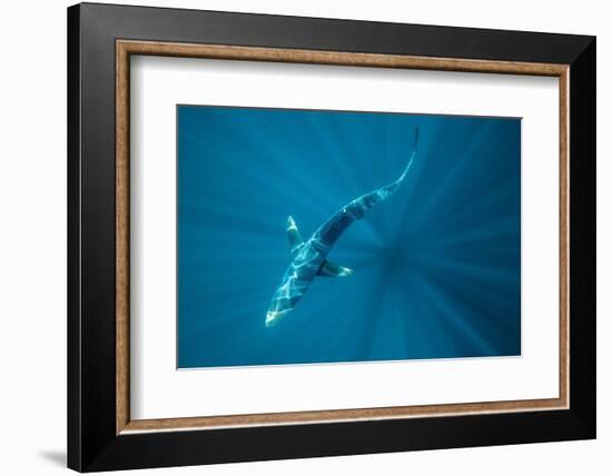 Blue shark off Halifax, Nova Scotia, Canada-Nick Hawkins-Framed Photographic Print