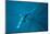 Blue shark off Halifax, Nova Scotia, Canada-Nick Hawkins-Mounted Photographic Print