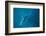 Blue shark off Halifax, Nova Scotia, Canada-Nick Hawkins-Framed Photographic Print