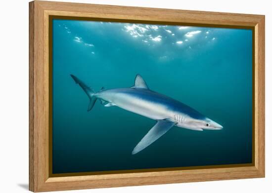 Blue shark portrait, Penzance, Cornwall, Atlantic Ocean-Lewis Jefferies-Framed Premier Image Canvas