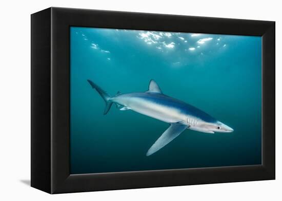 Blue shark portrait, Penzance, Cornwall, Atlantic Ocean-Lewis Jefferies-Framed Premier Image Canvas