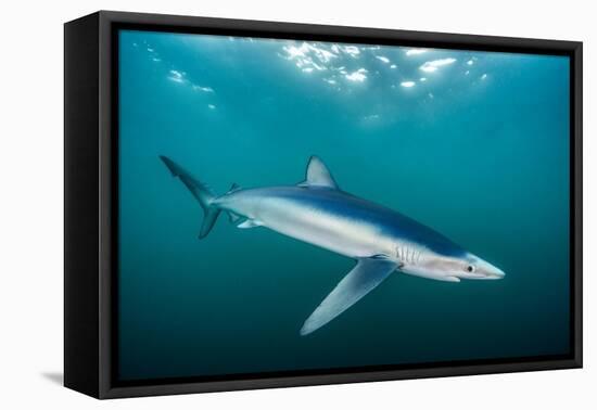 Blue shark portrait, Penzance, Cornwall, Atlantic Ocean-Lewis Jefferies-Framed Premier Image Canvas