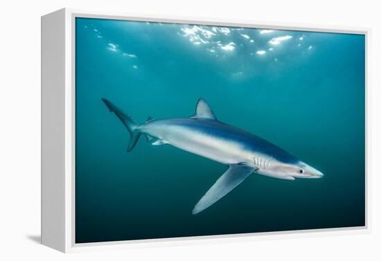 Blue shark portrait, Penzance, Cornwall, Atlantic Ocean-Lewis Jefferies-Framed Premier Image Canvas