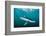 Blue shark portrait, Penzance, Cornwall, Atlantic Ocean-Lewis Jefferies-Framed Photographic Print