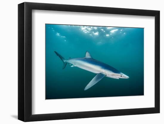 Blue shark portrait, Penzance, Cornwall, Atlantic Ocean-Lewis Jefferies-Framed Photographic Print