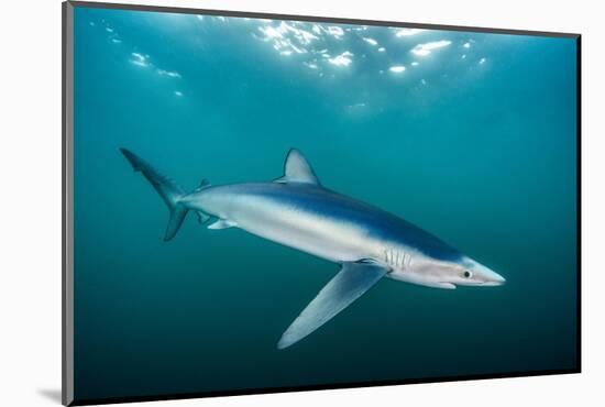 Blue shark portrait, Penzance, Cornwall, Atlantic Ocean-Lewis Jefferies-Mounted Photographic Print