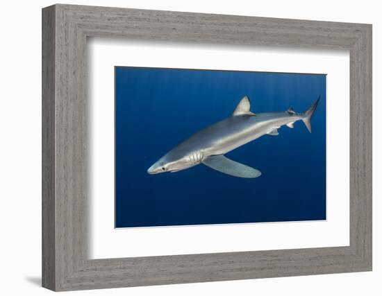 Blue Shark (Prionace Glauca) Azores Islands, Portugal, Atlantic Ocean-Jordi Chias-Framed Photographic Print