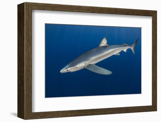 Blue Shark (Prionace Glauca) Azores Islands, Portugal, Atlantic Ocean-Jordi Chias-Framed Photographic Print