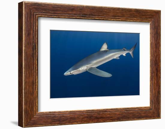 Blue Shark (Prionace Glauca) Azores Islands, Portugal, Atlantic Ocean-Jordi Chias-Framed Photographic Print