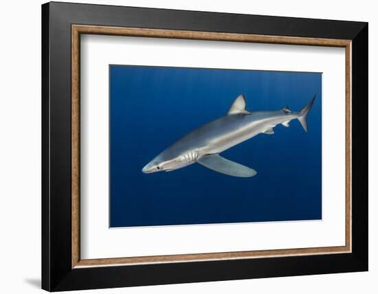 Blue Shark (Prionace Glauca) Azores Islands, Portugal, Atlantic Ocean-Jordi Chias-Framed Photographic Print