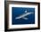 Blue Shark (Prionace Glauca) Azores Islands, Portugal, Atlantic Ocean-Jordi Chias-Framed Photographic Print