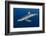 Blue Shark (Prionace Glauca) Azores Islands, Portugal, Atlantic Ocean-Jordi Chias-Framed Photographic Print
