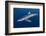 Blue Shark (Prionace Glauca) Azores Islands, Portugal, Atlantic Ocean-Jordi Chias-Framed Photographic Print