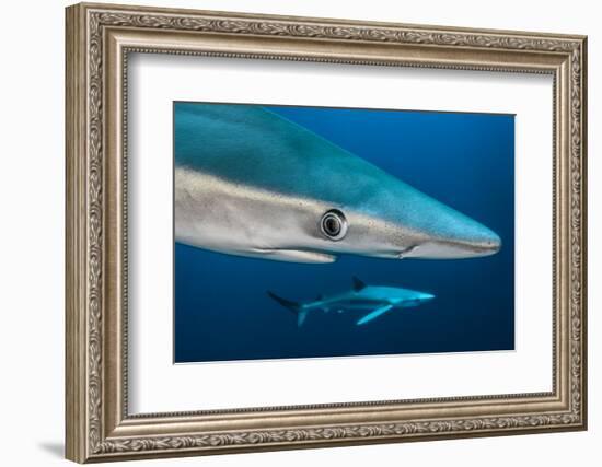 Blue Shark (Prionace Glauca) Close Up, Azores, Portugal-Jordi Chias-Framed Photographic Print