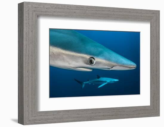 Blue Shark (Prionace Glauca) Close Up, Azores, Portugal-Jordi Chias-Framed Photographic Print