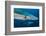 Blue Shark (Prionace Glauca) Close Up, Azores, Portugal-Jordi Chias-Framed Photographic Print