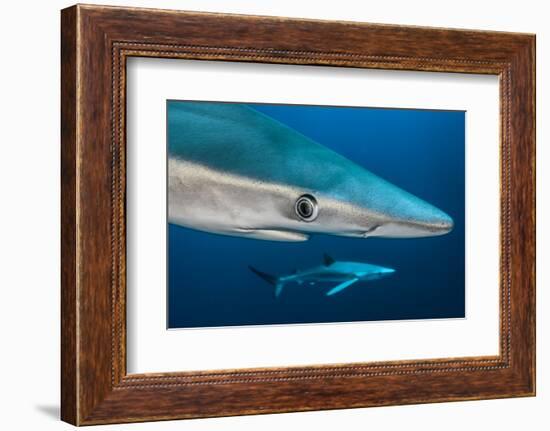 Blue Shark (Prionace Glauca) Close Up, Azores, Portugal-Jordi Chias-Framed Photographic Print