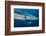 Blue Shark (Prionace Glauca) Close Up, Azores, Portugal-Jordi Chias-Framed Photographic Print