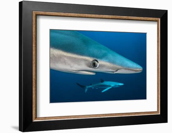 Blue Shark (Prionace Glauca) Close Up, Azores, Portugal-Jordi Chias-Framed Photographic Print