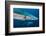 Blue Shark (Prionace Glauca) Close Up, Azores, Portugal-Jordi Chias-Framed Photographic Print