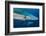 Blue Shark (Prionace Glauca) Close Up, Azores, Portugal-Jordi Chias-Framed Photographic Print