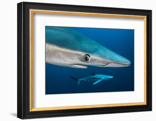 Blue Shark (Prionace Glauca) Close Up, Azores, Portugal-Jordi Chias-Framed Photographic Print