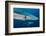 Blue Shark (Prionace Glauca) Close Up, Azores, Portugal-Jordi Chias-Framed Photographic Print