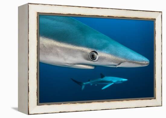 Blue Shark (Prionace Glauca) Close Up, Azores, Portugal-Jordi Chias-Framed Premier Image Canvas