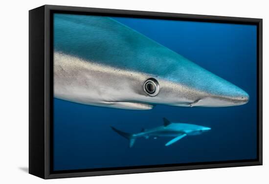 Blue Shark (Prionace Glauca) Close Up, Azores, Portugal-Jordi Chias-Framed Premier Image Canvas