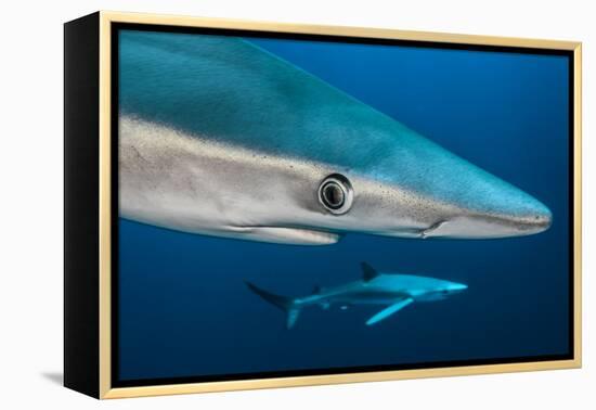 Blue Shark (Prionace Glauca) Close Up, Azores, Portugal-Jordi Chias-Framed Premier Image Canvas