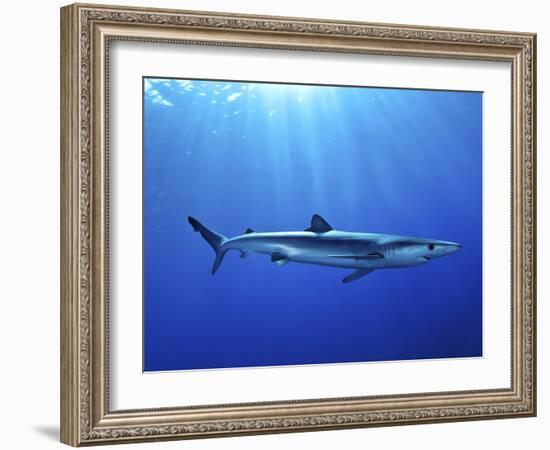 Blue Shark (Prionace Glauca) in the Azores, Portugal, Atlantic, Europe-Mark Harding-Framed Photographic Print