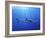 Blue Shark (Prionace Glauca) in the Azores, Portugal, Atlantic, Europe-Mark Harding-Framed Photographic Print