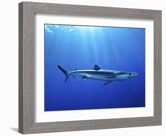 Blue Shark (Prionace Glauca) in the Azores, Portugal, Atlantic, Europe-Mark Harding-Framed Photographic Print