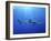 Blue Shark (Prionace Glauca) in the Azores, Portugal, Atlantic, Europe-Mark Harding-Framed Photographic Print