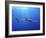Blue Shark (Prionace Glauca) in the Azores, Portugal, Atlantic, Europe-Mark Harding-Framed Photographic Print