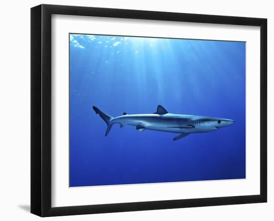 Blue Shark (Prionace Glauca) in the Azores, Portugal, Atlantic, Europe-Mark Harding-Framed Photographic Print