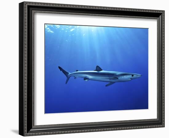 Blue Shark (Prionace Glauca) in the Azores, Portugal, Atlantic, Europe-Mark Harding-Framed Photographic Print