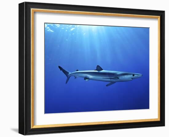 Blue Shark (Prionace Glauca) in the Azores, Portugal, Atlantic, Europe-Mark Harding-Framed Photographic Print