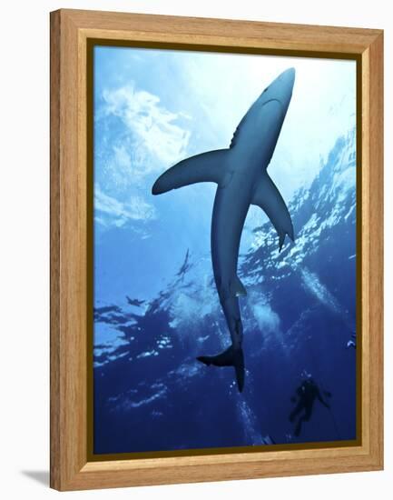 Blue Shark (Prionace Glauca) in the Azores, Portugal, Atlantic, Europe-Mark Harding-Framed Premier Image Canvas