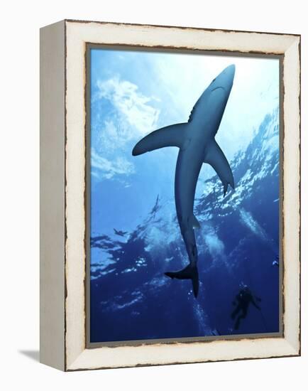 Blue Shark (Prionace Glauca) in the Azores, Portugal, Atlantic, Europe-Mark Harding-Framed Premier Image Canvas