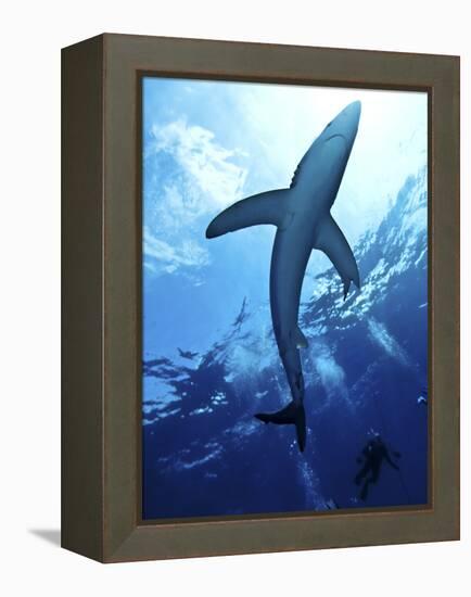 Blue Shark (Prionace Glauca) in the Azores, Portugal, Atlantic, Europe-Mark Harding-Framed Premier Image Canvas