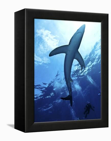 Blue Shark (Prionace Glauca) in the Azores, Portugal, Atlantic, Europe-Mark Harding-Framed Premier Image Canvas