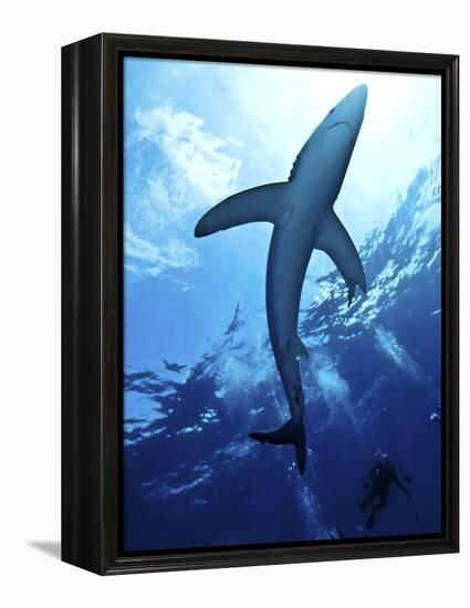 Blue Shark (Prionace Glauca) in the Azores, Portugal, Atlantic, Europe-Mark Harding-Framed Premier Image Canvas